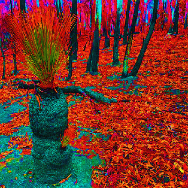 File:c l i m a t e c h a n g e w a v e Xanthorrhoea.png