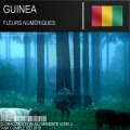 Cover art for the Guinea track